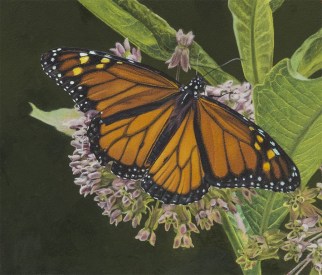 Frentnerthumbnail_monarch