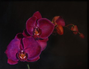 NOAPS Keirce Pink Ladies