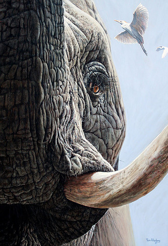 NOAPS Altenburg Savana Shade